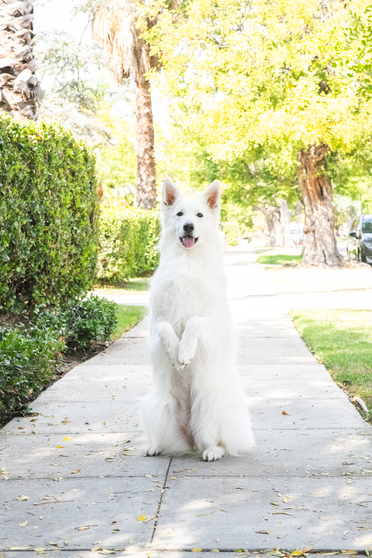 Calm white shepherd resting at home