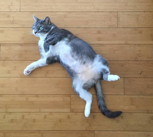 Muffin, a cat treated for anxiety and night waking