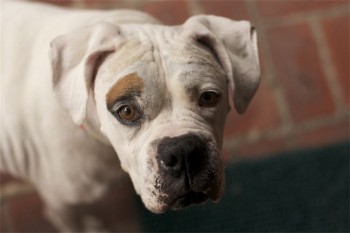 Hank
