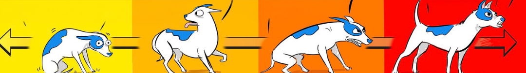 Four dogs showing the spectrum from fearful to offensive aggression