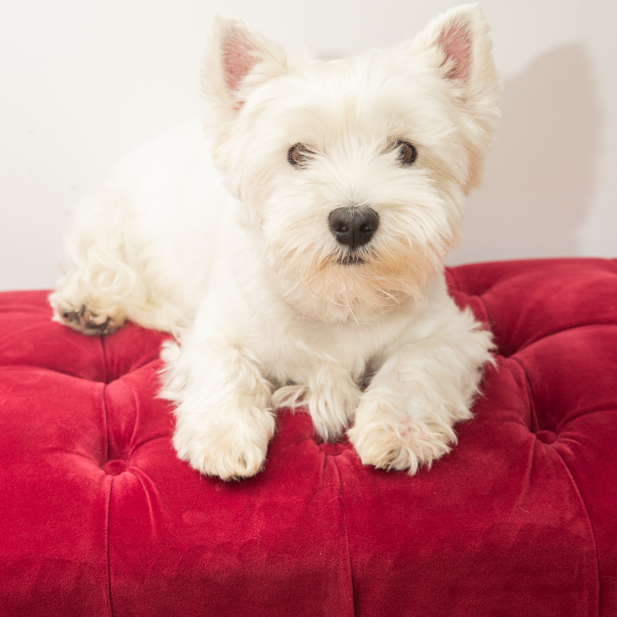 A white West Highland Terrier resting comfortably on a red couch at home