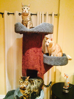 Chesterfield, Daphne and Thurston