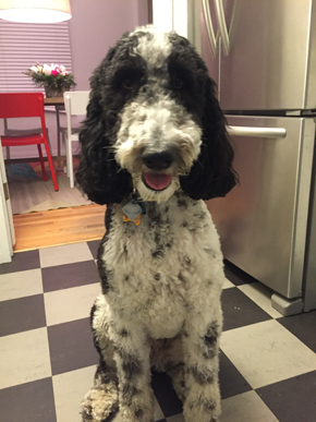 Tax, a standard poodle treated for stranger-directed aggression