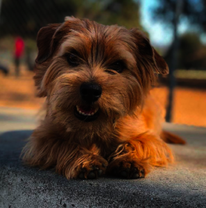 Wally