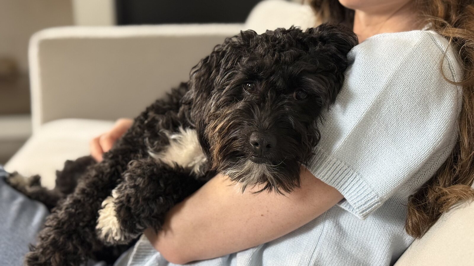 Dr. Rachel Malamed holding a small dog curled up in her arms