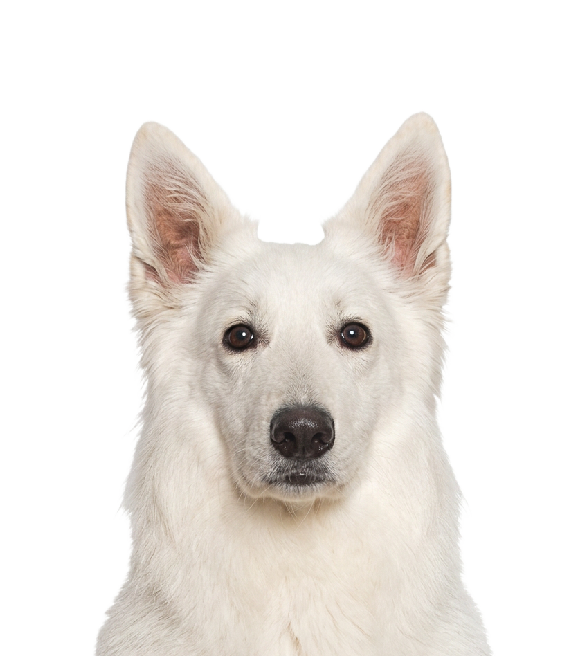Luna, a white shepherd